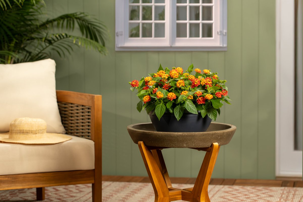 Bursting with clusters of bold, multi-colored blooms, Lantana brings serious summer energy to hot, sunny spaces. This sun-loving annual is drought-tolerant, butterfly-approved, and practically unstoppable once it gets going. Find Lantana at your local garden center!