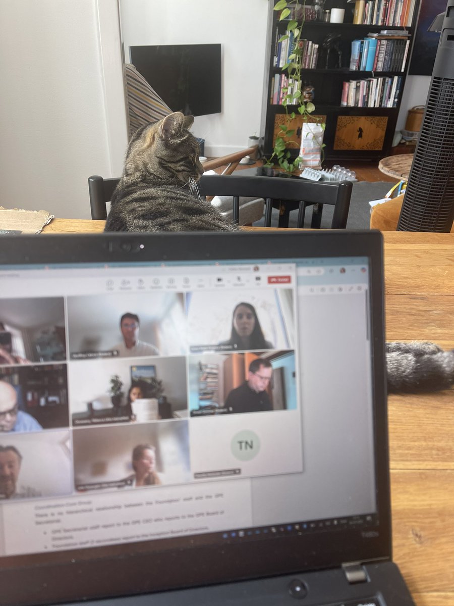 Working from home with an audience 🐈