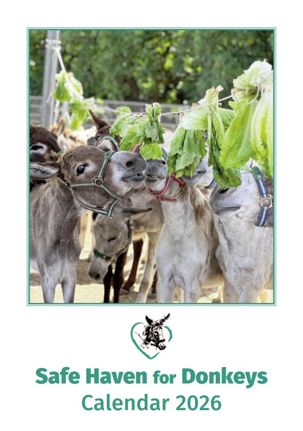 Our 2026 calendars have just arrived in stock.  A4 in size, room to write appointments and a donkey photo on each page.  Just £9.99 plus postage (sorry, we can post to the UK only).  We only have 200 so grab yours now as once they're gone, they're gone!  safehaven4donkeys.org/product/calend…
