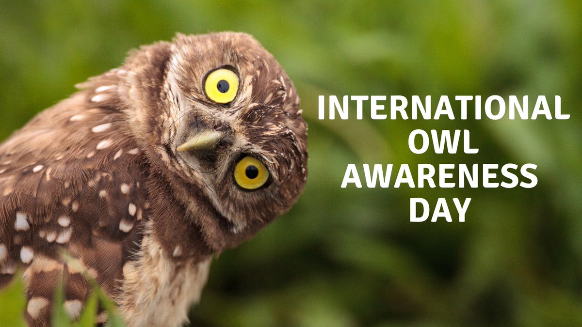Today is #Owl Awareness Day!
These nocturnal predators are fascinating birds that we often unintentionally harm. In NC, we have 6 species of owls. Learn about our common owls &amp; how to manage your woodlands for them in our #WorkingWithWildlife publication: content.ces.ncsu.edu/owls