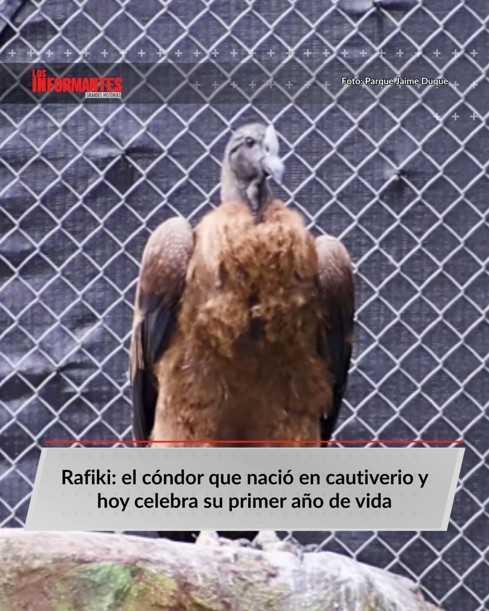 🎉 ¡Rafiki cumple 1 año! El cóndor nacido en cautiverio gracias a la Fundación Parque Jaime Duque es hoy símbolo de conservación. A propósito de esto, vea la historia de #LosInformantes sobre la lucha por salvar a esta especie en Colombia 🦅 👉 acortar.link/vccEpK