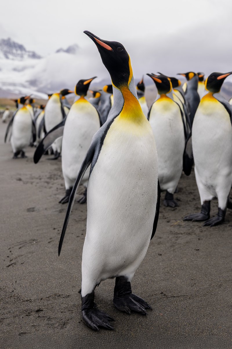 👑 King Penguin spotted in Antarctica – the true royalty of the ice! 🐧
#KingPenguin #Antarctica #WildlifePhotography #PenguinLove #Nature