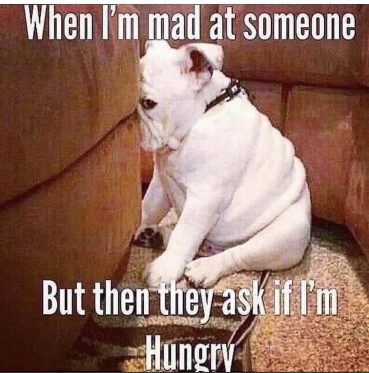 Morning, everyone! 🥰☕️ 🐾 This 👇🏻may have happened…a couple of times …side eye! I do love food! 😜😅 Happy Hump Day! 😘