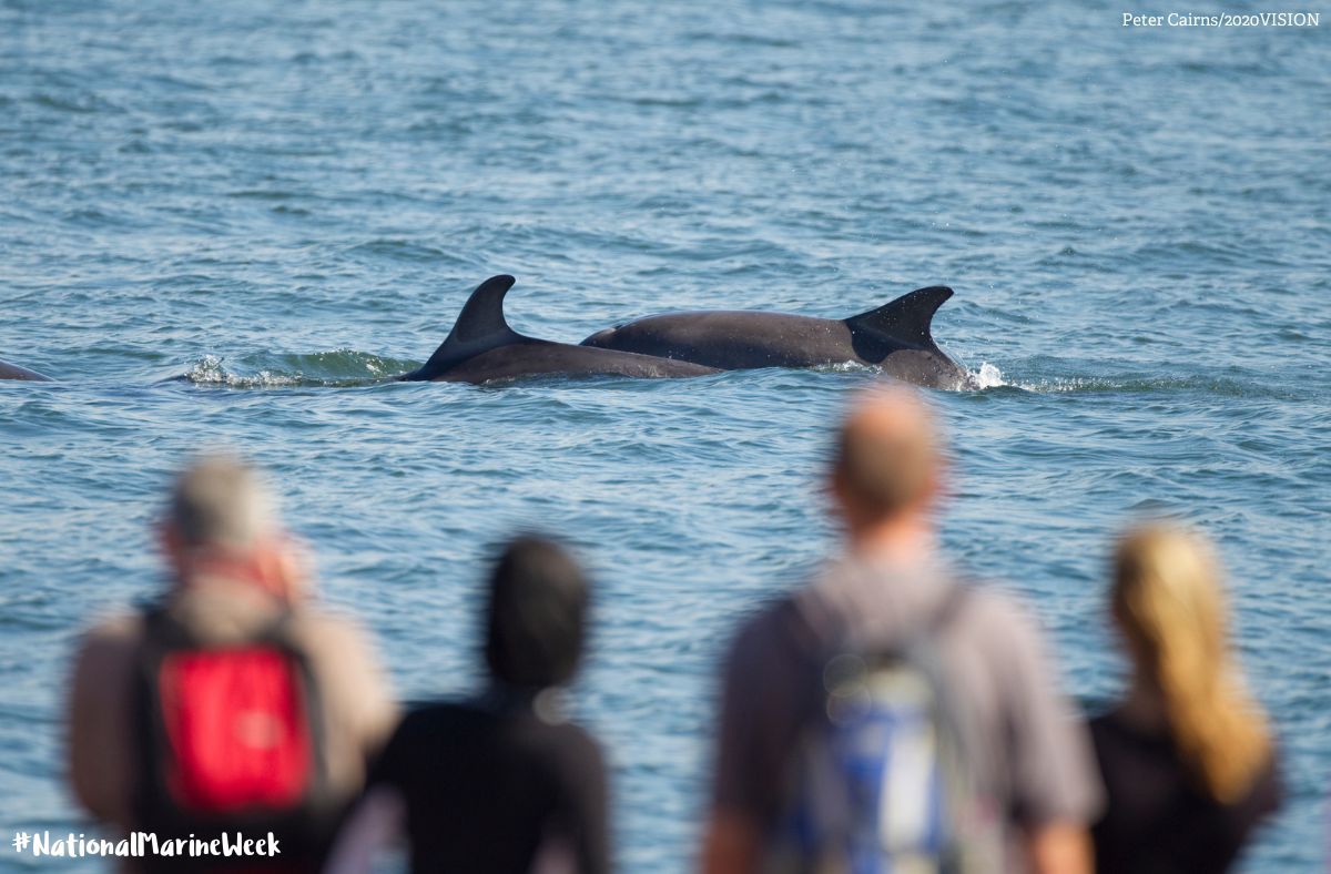 Dive into #NationalMarineWeek! 🌊🐬🦈 From rockpool rambles to cetacean searches, there are events happening across our patch to celebrate and protect our seas. 

Find your marine adventure 💙 👉 durhamwt.com/events