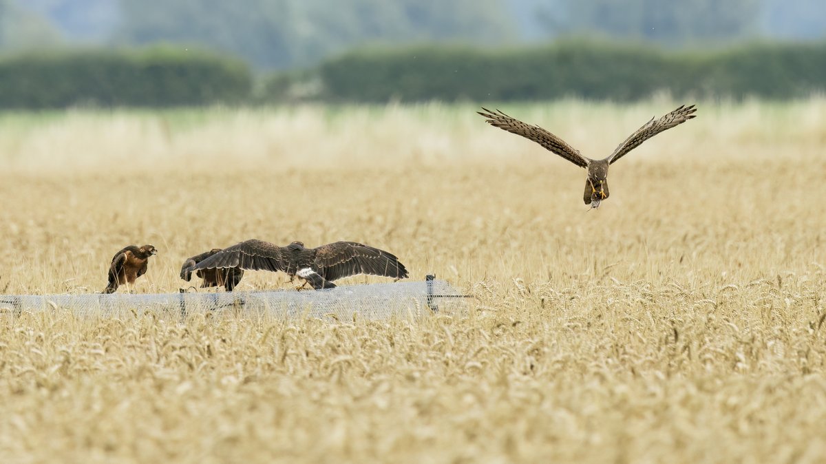🪶 Britain’s rarest breeding bird has made a comeback!

A pair of Montagu’s Harriers has raised four chicks in the UK for the first time since 2019. 🐣

🔗 Full story: bird-watchers.com/montagus-harri…

#MontagusHarrier #BirdConservation #UKWildlife #RSPB #RareBirds

📸 RSPB