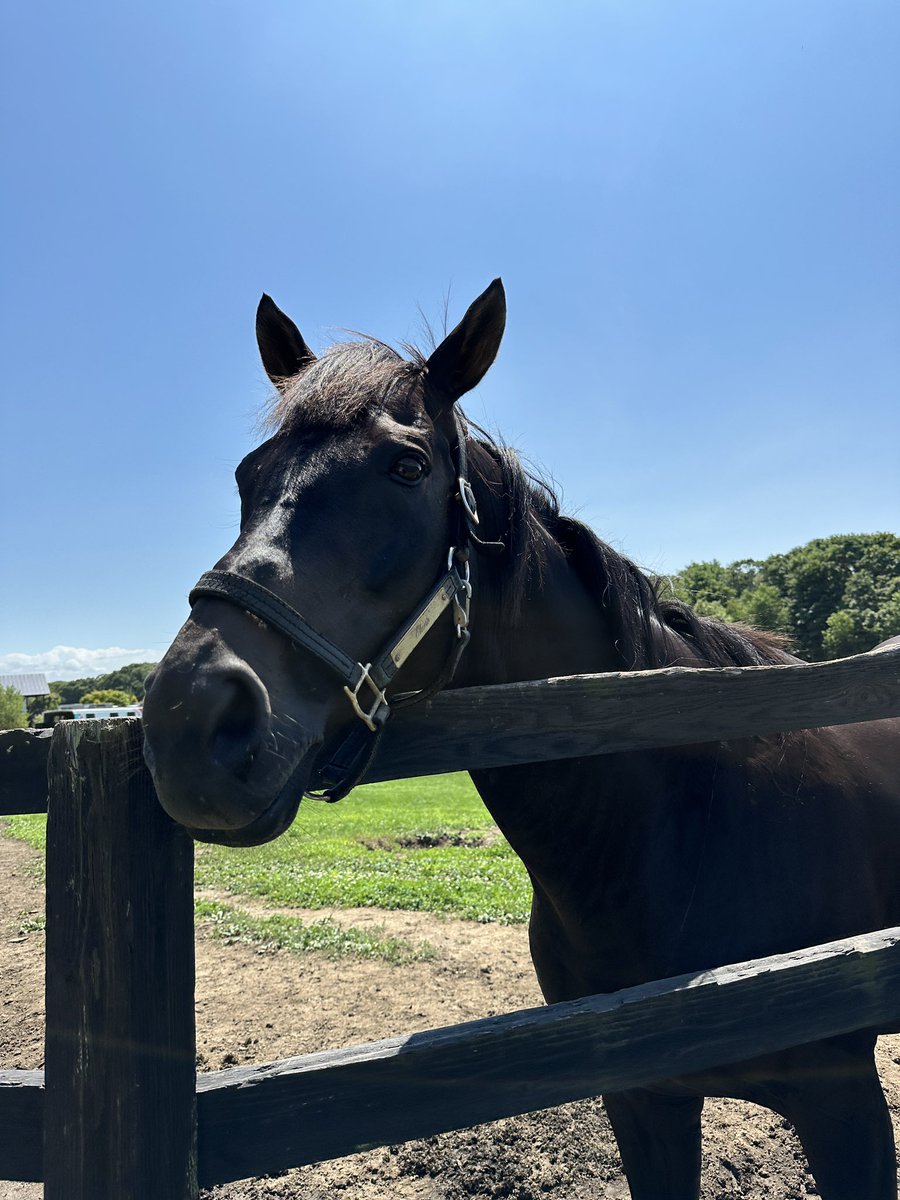 週末値引⭐︎KISS 阪神競馬場 有馬記念PRコラボイベント Tシャツおまけつき JRA 有馬記念✖KISS コラボTシャツ Lサイズ 非売品 - メルカリ