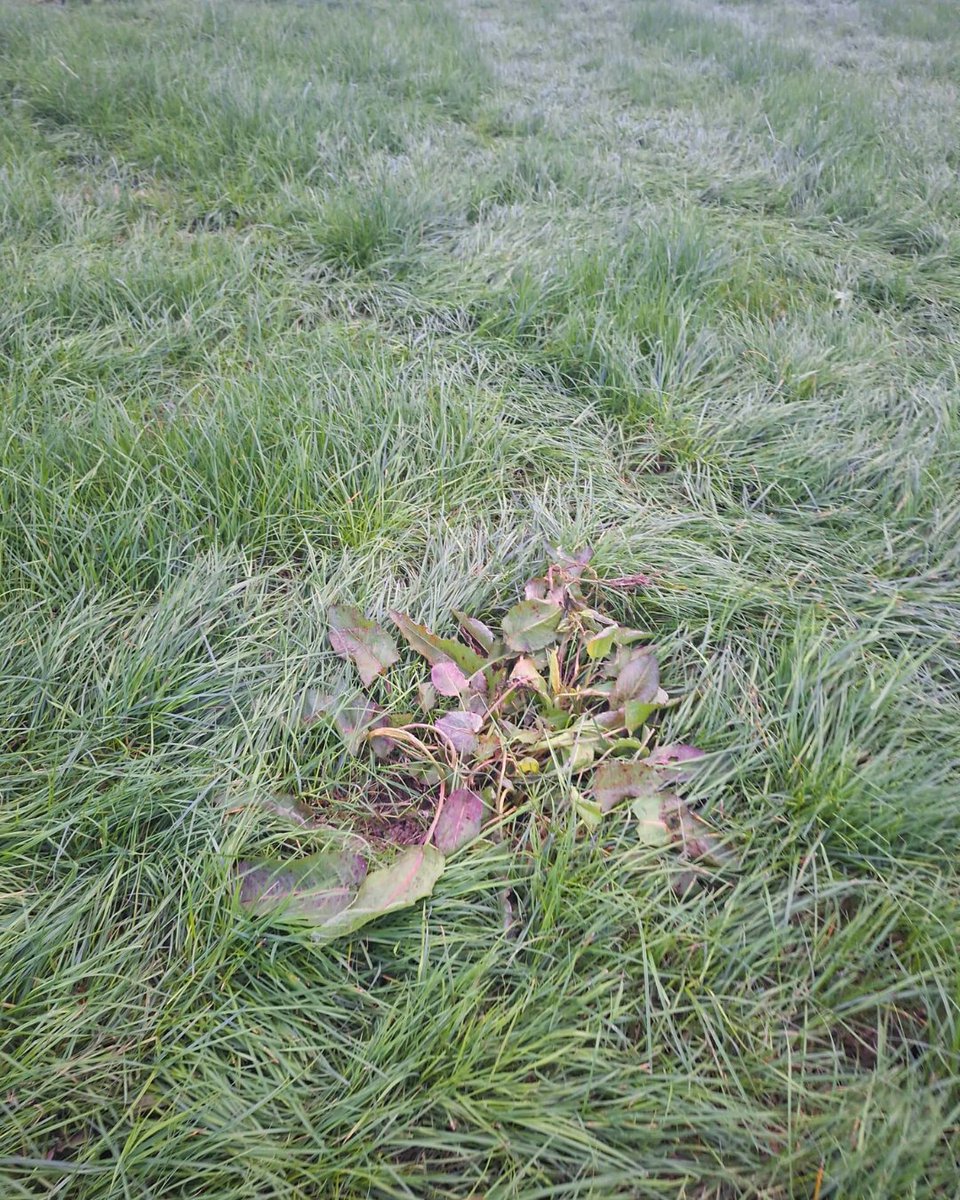 Third cut silage crop- 2 days post Pro Clova application.Grass mix is Centenary No.2, silage sown 6 years ago. Clover is still very prevalent throughout, Pro Clova was the best option #centenaryagritipperary
