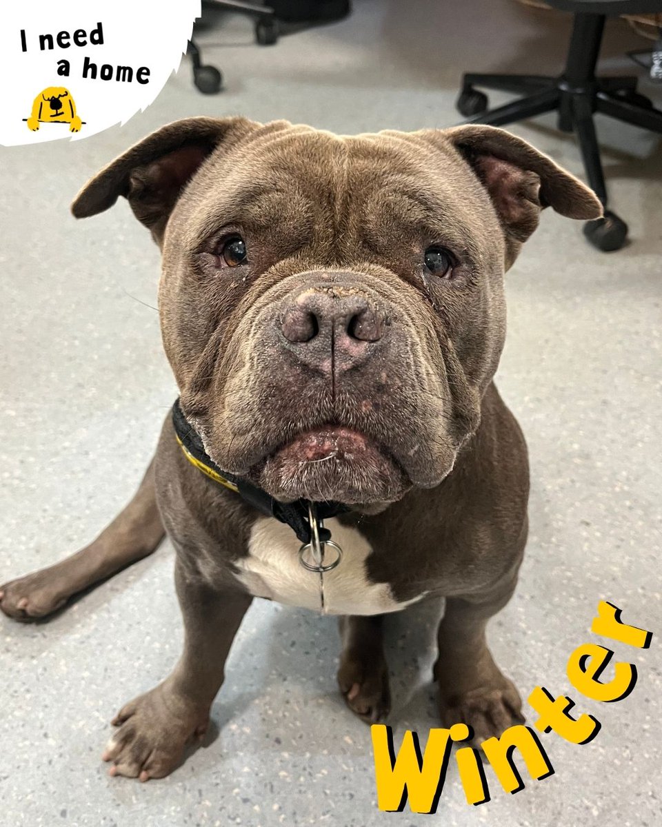 Miss Winter has one thing on her mind... FOOTBALL!⚽

Are you looking for a new member for your team? Well, Winter could be the pawfect addition to the squad. She absolutely loves playing football and would love to have a kick about with her new team mates💛

Add Winter to your