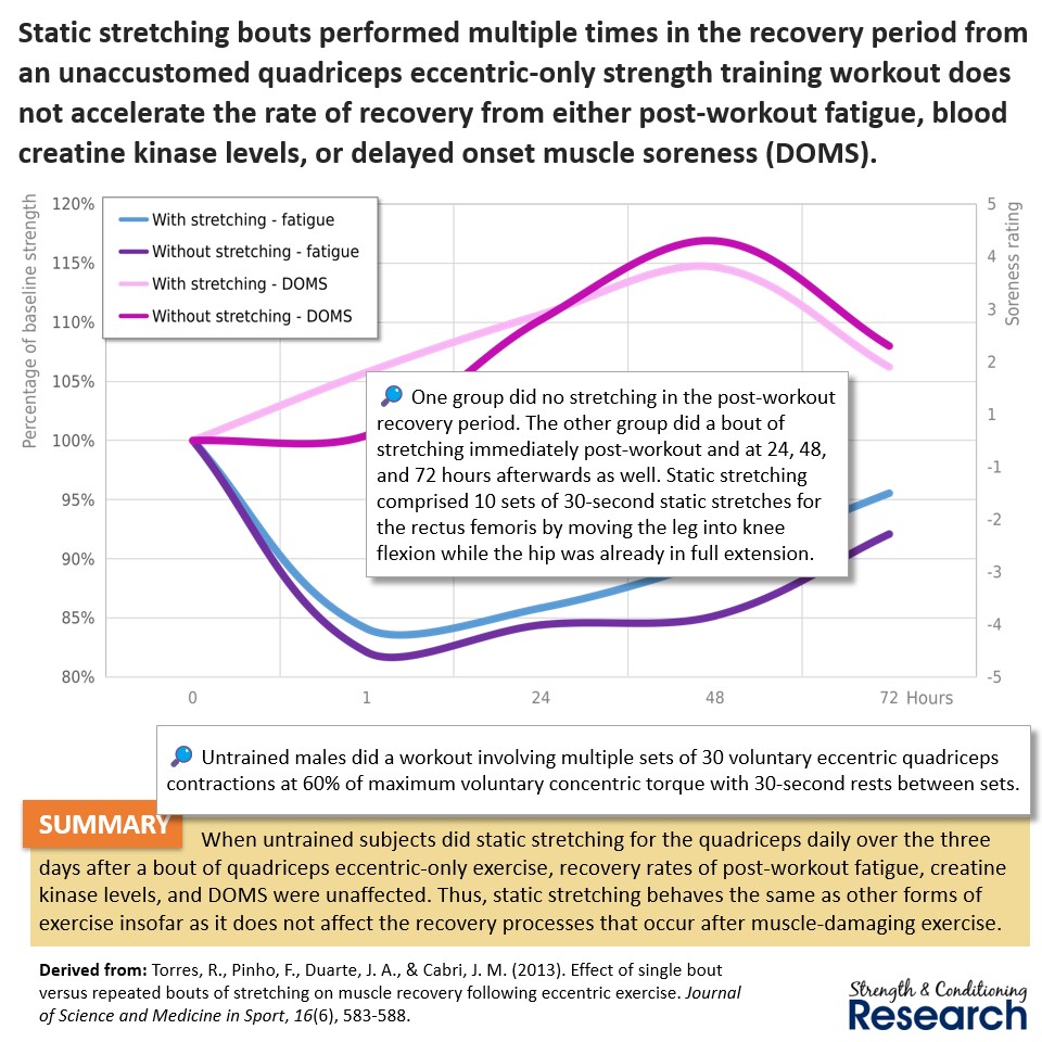 In the same way that light, concentric exercise and aerobic exercise do not affect the rate of recovery from muscle-damaging exercise, static stretching does not affect the recovery rate either.