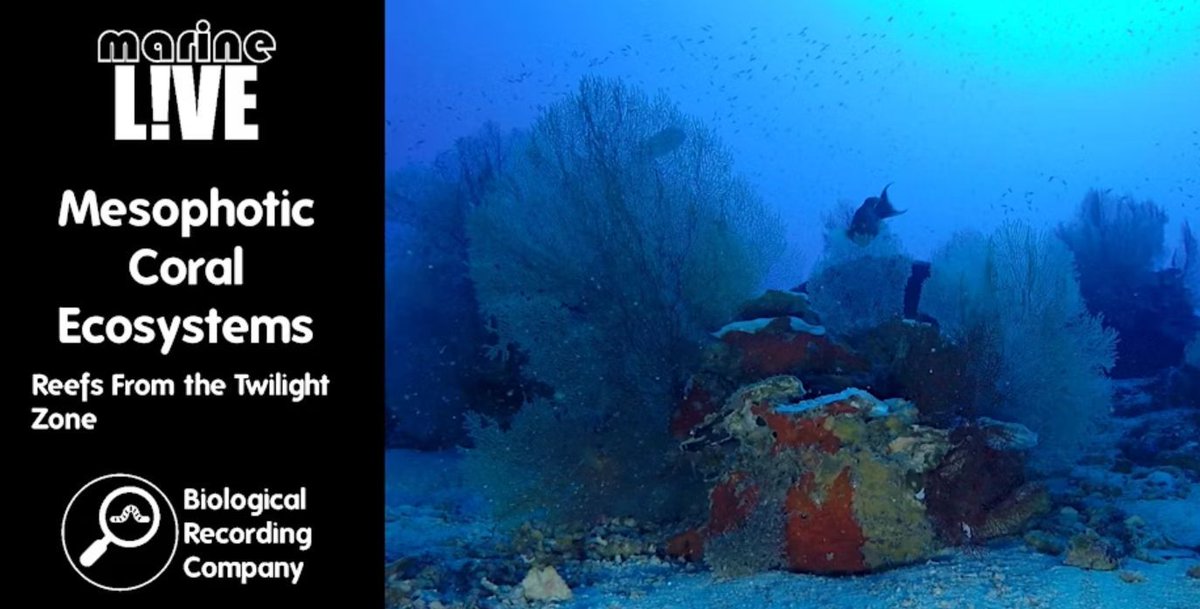 ⛴ 🌏 Marine Science 🐠 🐟 (@marine_science) on Twitter photo Dive into the mysteries Mesophotic Coral Ecosystems hold! Join Clara Diaz as she talks about MCEs including the tools being used to study them in the Chagos Archipelago, Indian Ocean.
When: 5 Aug 1pm-2pm BST
Sign up for free here: eventbrite.co.uk/e/mesophotic-c…
<a href="/PlymouthMarine/">Plymouth Marine Lab</a> Dive into the mysteries Mesophotic Coral Ecosystems hold! Join Clara Diaz as she talks about MCEs including the tools being used to study them in the Chagos Archipelago, Indian Ocean.
When: 5 Aug 1pm-2pm BST
Sign up for free here: eventbrite.co.uk/e/mesophotic-c…
<a href="/PlymouthMarine/">Plymouth Marine Lab</a>