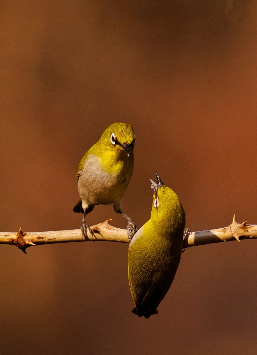 Tweet media three