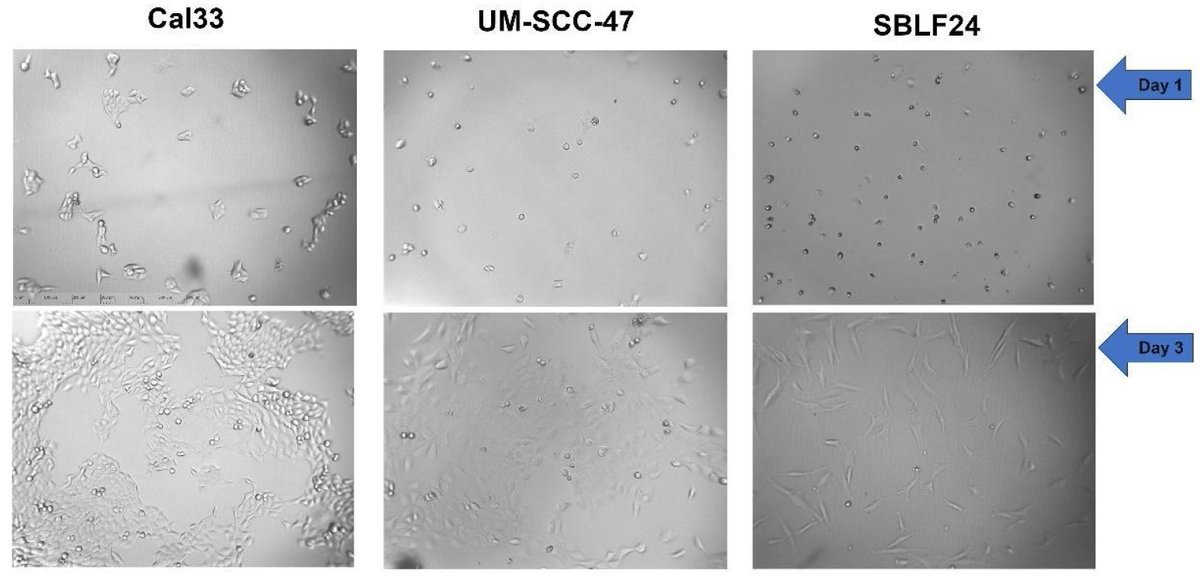 📈Highly Accessed Paper📈

💡"No Survival Effect in Cell Lines with Different Growth Factor-Induced Division Rates, but with Different Fractionation Schemes" by Lena Blanke et al.

🔗Read the full article here: mdpi.com/2673-592X/5/2/…

#Radiation #OpenAccess #MDPI