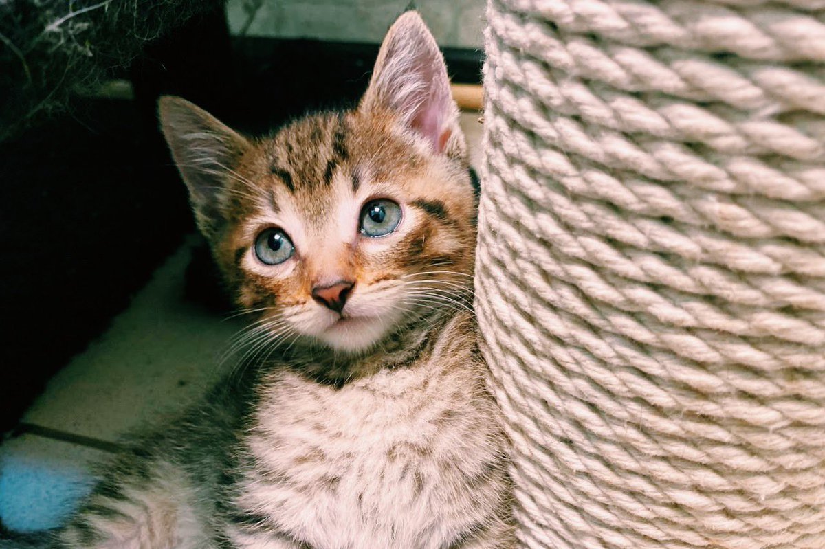 electro_kittens's tweet photo. Вы себе даже не представляете, что у нас случилось. https://t.co/y3Pg11kGe2