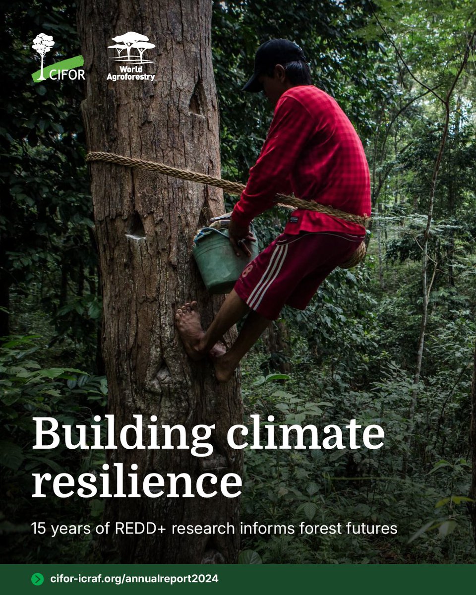 TheLandAlliance's tweet photo. After 15 years, CIFOR-ICRAF’s Global Comparative Study on #REDD+ wraps, but its impact lives on.

From shaping policy in Peru to launching tools like ID-RECCO, GCS REDD+ has informed forest and climate action in 50+ countries.

Read more in our #AnnualReport2024:🔗 https://t.co/NxYHf5TGub

#TreesPeoplePlanet