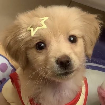 yourdimplegirl's tweet photo. 🐶⭐️ https://t.co/qDXa8yxiCm