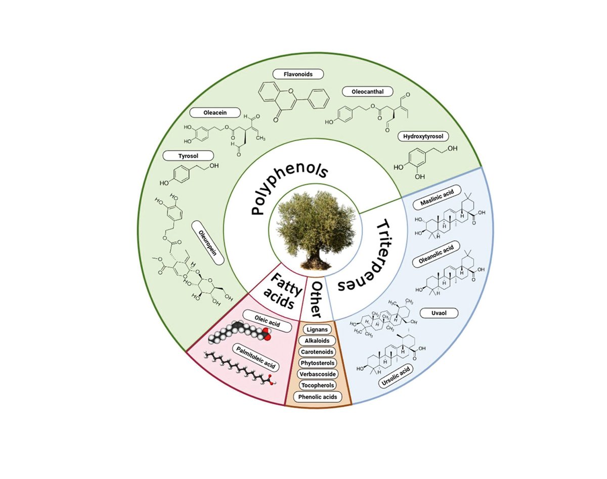 🫒Compuestos bioactivos de la aceituna, nuevos aliados para la salud intestinal y cerebral 
💚<a href="/CIAL_CSIC_UAM/">CIAL</a>  <a href="/Pharmactive_SP/">Pharmactive Biotech Products</a>  
oleorevista.com/texto-diario/m…