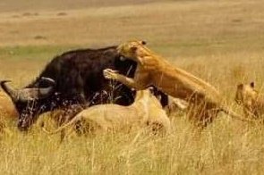Dino_Africa's tweet photo. Witness the raw power of lion hunts in Rwanda’s Akagera National Park, teamwork, stealth, and wild beauty in motion.
Book your safari with Dino Africa for an unforgettable, conservation-focused experience.
🌍 https://t.co/P1peOvPw6V
#VisitRwanda #LionTracking #SafariAdventure https://t.co/HYwDbCunU2