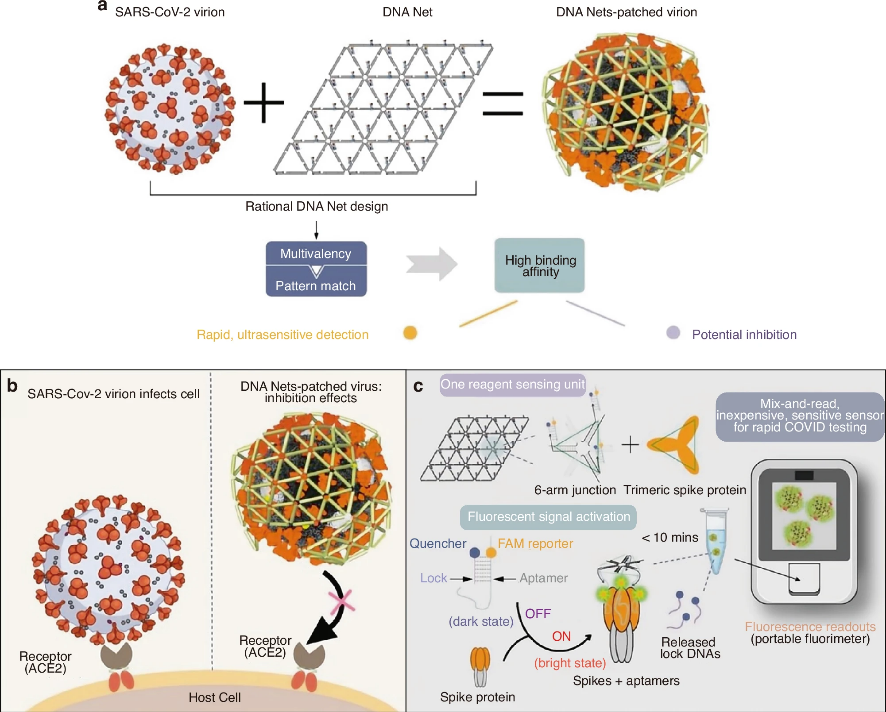 BoneRes_Office's tweet image. Aptamers, tiny nucleic acid fragments, are revolutionizing bone repair and regeneration, offering precise targeting and minimal side effects!😀
#Aptamers #acid #bone 
@BoneRes_Office 
nature.com/articles/s4141…