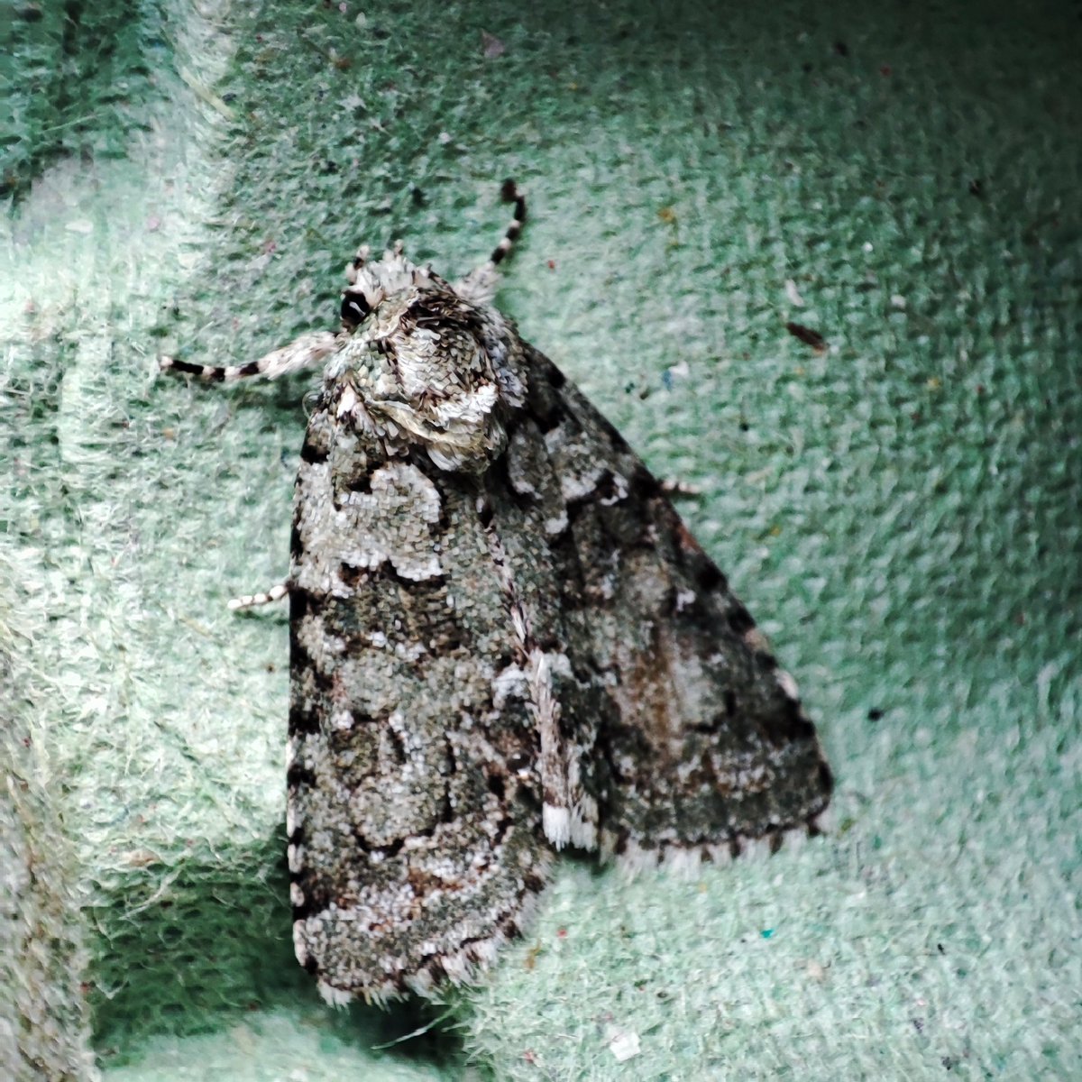 Brian E.Carruthers (@briancrunchie) on Twitter photo #2 - This morning's catch 30-07-2025 Cappagh Finglas West Dublin.
Dark Fruit-tree Tortrix, (Pandemis heparana).
Large Yellow Underwing, (Noctua pronuba).
Box Tree Moth
(Cydalima perspectalis).
Marbled Green (Cryphia muralis). <a href="/BioDataCentre/">Biodiversity Ireland</a>
#Moths #Ireland #2 - This morning's catch 30-07-2025 Cappagh Finglas West Dublin.
Dark Fruit-tree Tortrix, (Pandemis heparana).
Large Yellow Underwing, (Noctua pronuba).
Box Tree Moth
(Cydalima perspectalis).
Marbled Green (Cryphia muralis). <a href="/BioDataCentre/">Biodiversity Ireland</a>
#Moths #Ireland