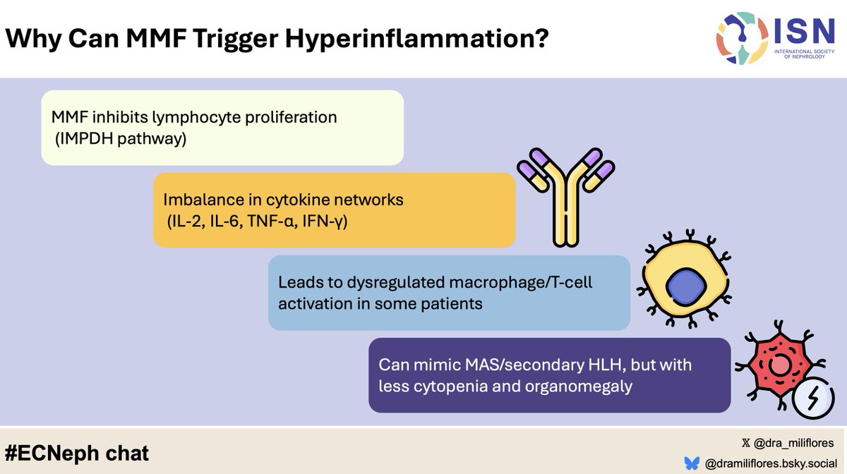 16/n Proposed mechanism of hyperinflammation due to MMF 
#ECNeph <a href="/brammahin/">Brammah Thanga</a> <a href="/myadla/">manjusha yadla</a> <a href="/Dilushiwijay/">Dilushi Wijayaratne</a> <a href="/dra_miliflores/">Milagros Flores</a> <a href="/acssjr/">Augusto Cesar S Santos Jr</a>