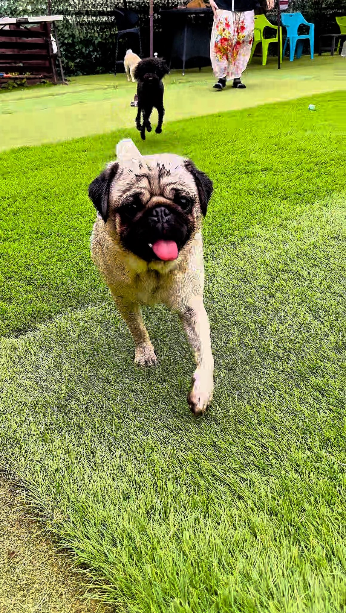 パグ走りおパグさん：フォーンver.（RUN PUG RUN） パグ走りおパグさん：フォーンver.（RUN PUG RUN）