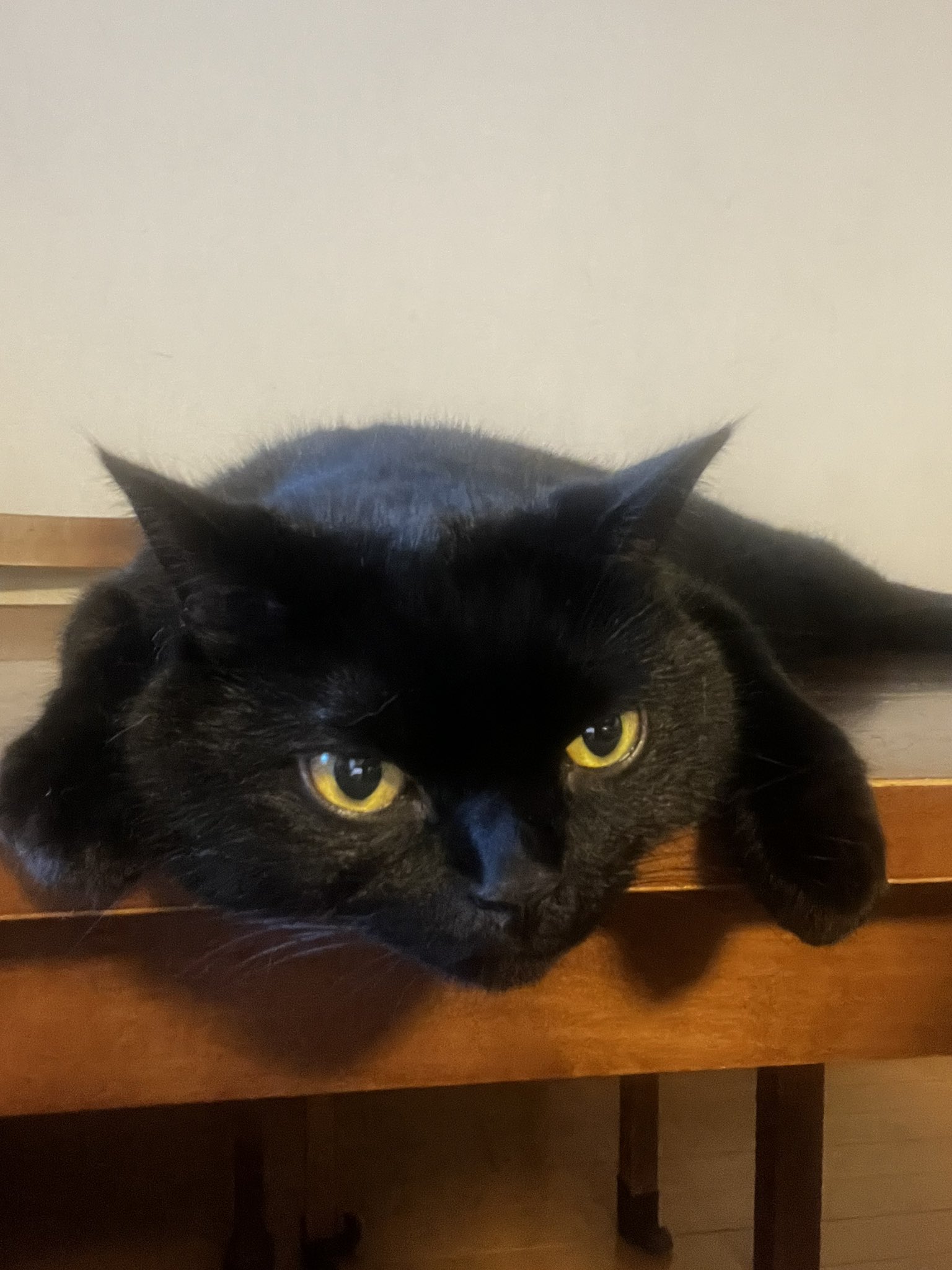 【黒猫黒兵衛★ゲリラセールまであと14人】エスタシオン　パンプス　24.5 見てくる . #ななとはち @dirty2cats . . . . . . . #黒猫 #黒猫