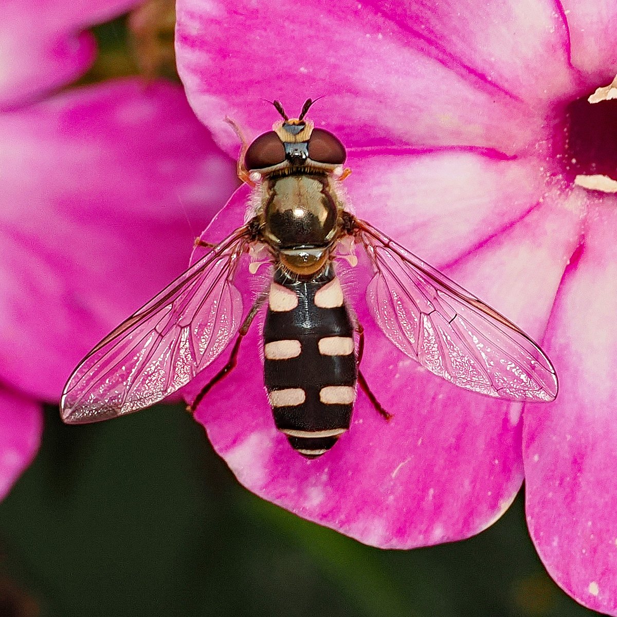 A new hoverfly species for us yesterday and in the garden too. A female Melangyna umbellatarum - their larvae, apparently, feed on aphids on umbellifers. Another lovely looking hover!