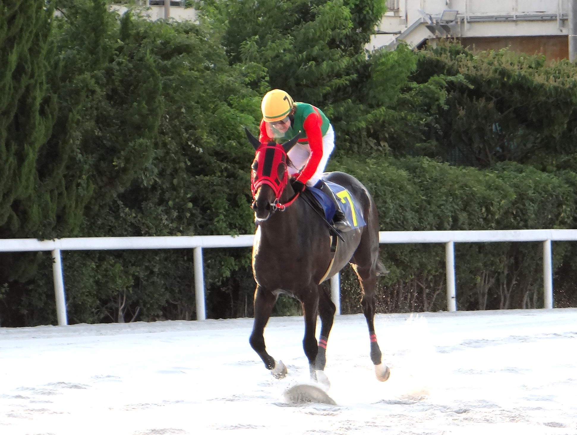 そのだけいば☆ひめじけいば(園田競馬・姫路競馬)公式 on X