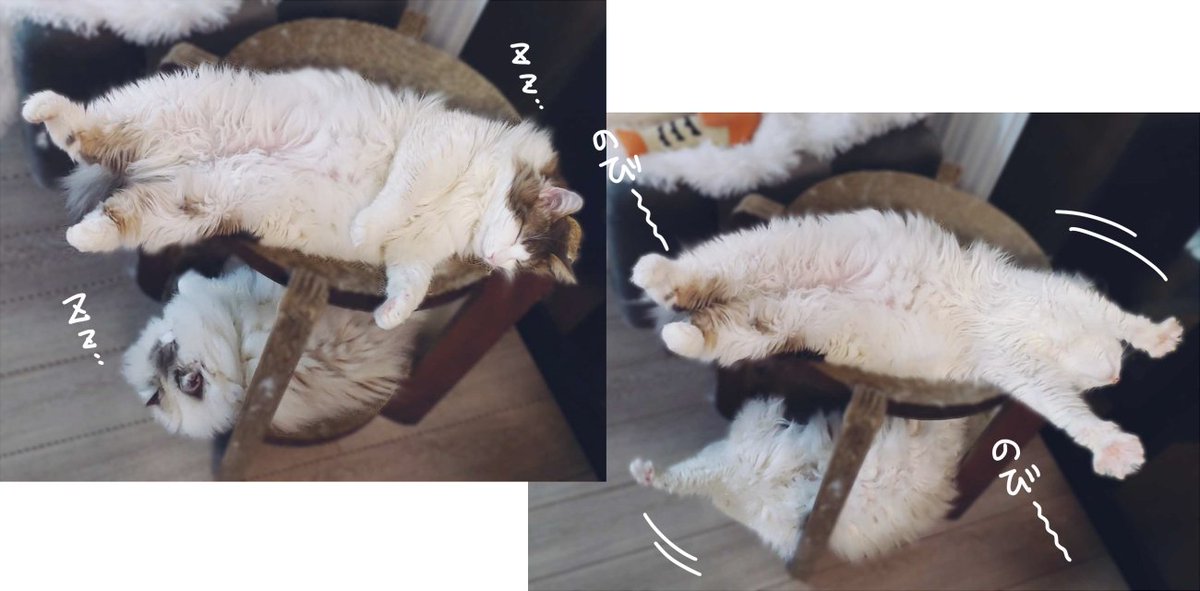 健やかキャッツたち🐱🐱🐱