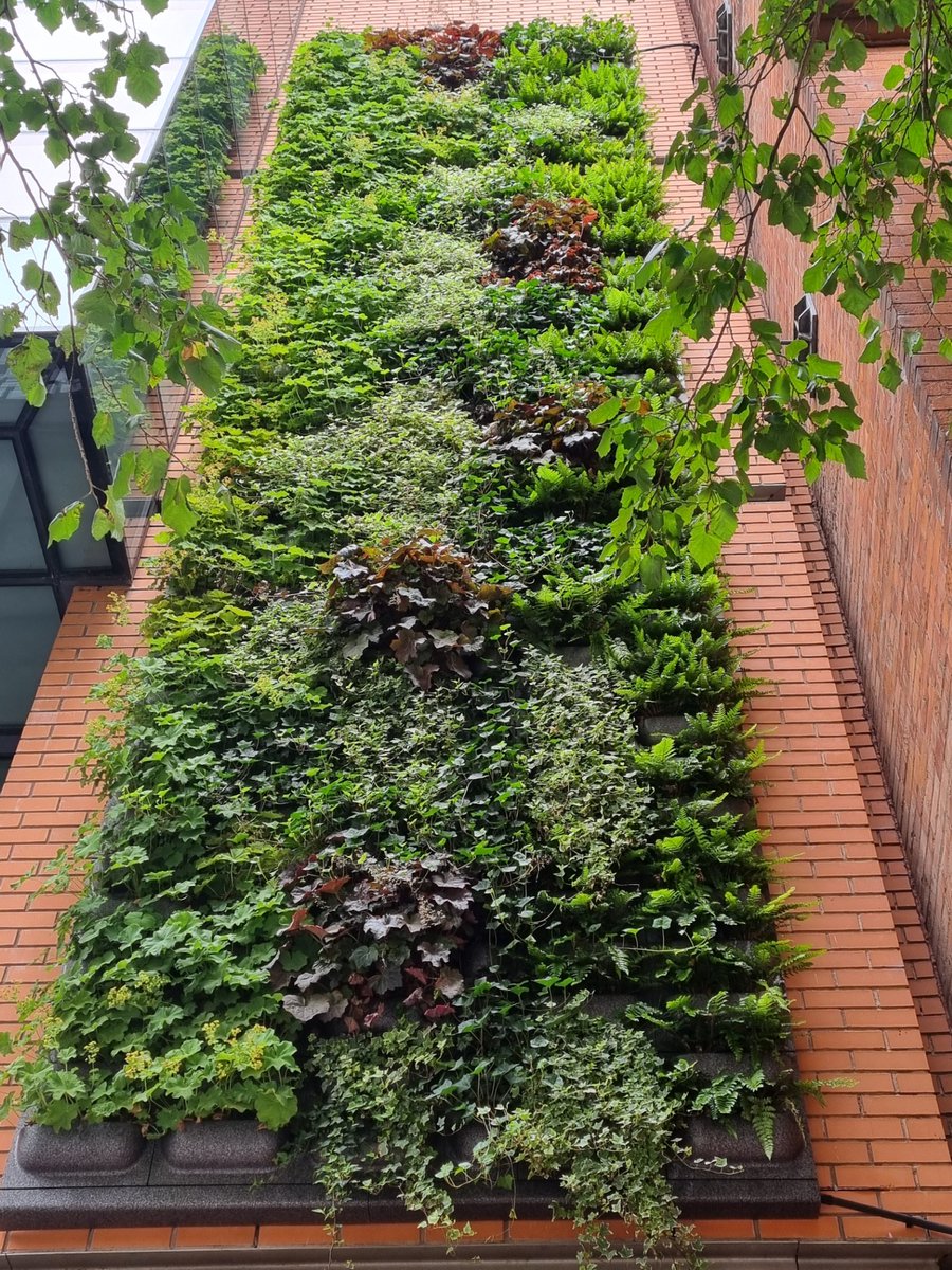 Linen Quarter BID (@linenquarterbid) on Twitter photo We love the new green wall on The Linenhall offices on Linenhall St, installed by <a href="/Killultagh1/">Killultagh</a> and supported by <a href="/belfastcc/">Belfast City Council</a>. As the first one installed in Belfast City Centre, we hope it serves as an inspiration to other landlords to green up our city through innovative means. We love the new green wall on The Linenhall offices on Linenhall St, installed by <a href="/Killultagh1/">Killultagh</a> and supported by <a href="/belfastcc/">Belfast City Council</a>. As the first one installed in Belfast City Centre, we hope it serves as an inspiration to other landlords to green up our city through innovative means.