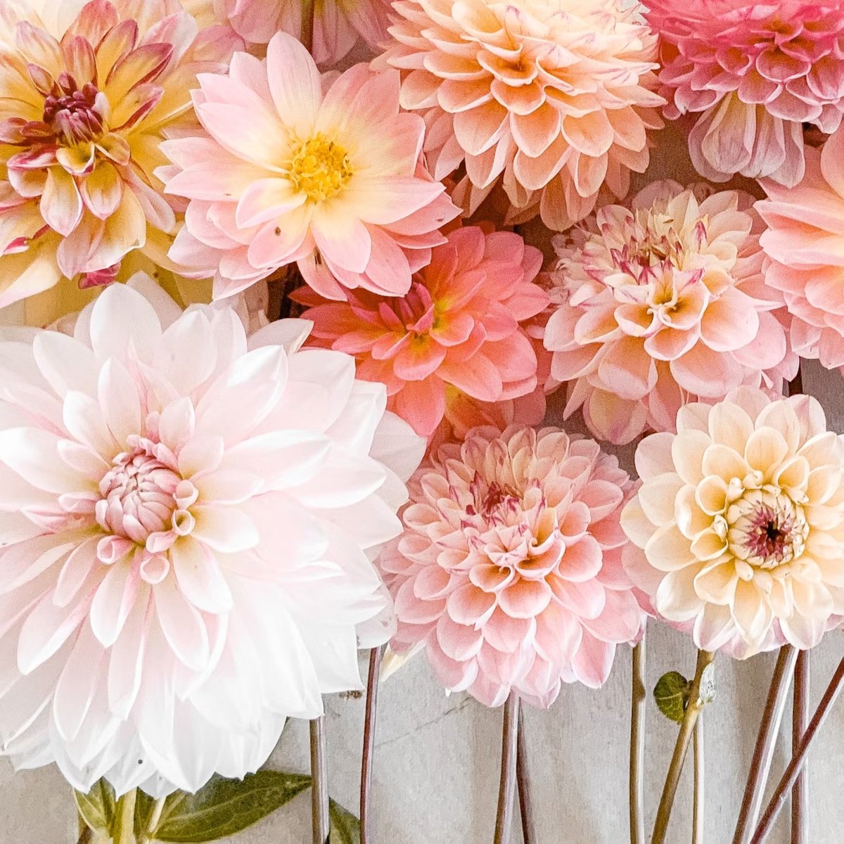 Some Dahlia's to brighten up your day😁