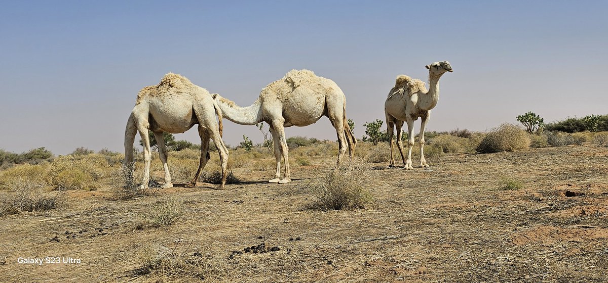 digitl9090's tweet photo. @ncvcksa
الرعي بروضة السبله بالزلفي بعد حمايه دامت اكثر من سبع سنوات . 
شكراً المركز الوطني للغطاء النباتي ممثل في إدارة المراعي الطبيعية . https://t.co/rHWKm7mFHS