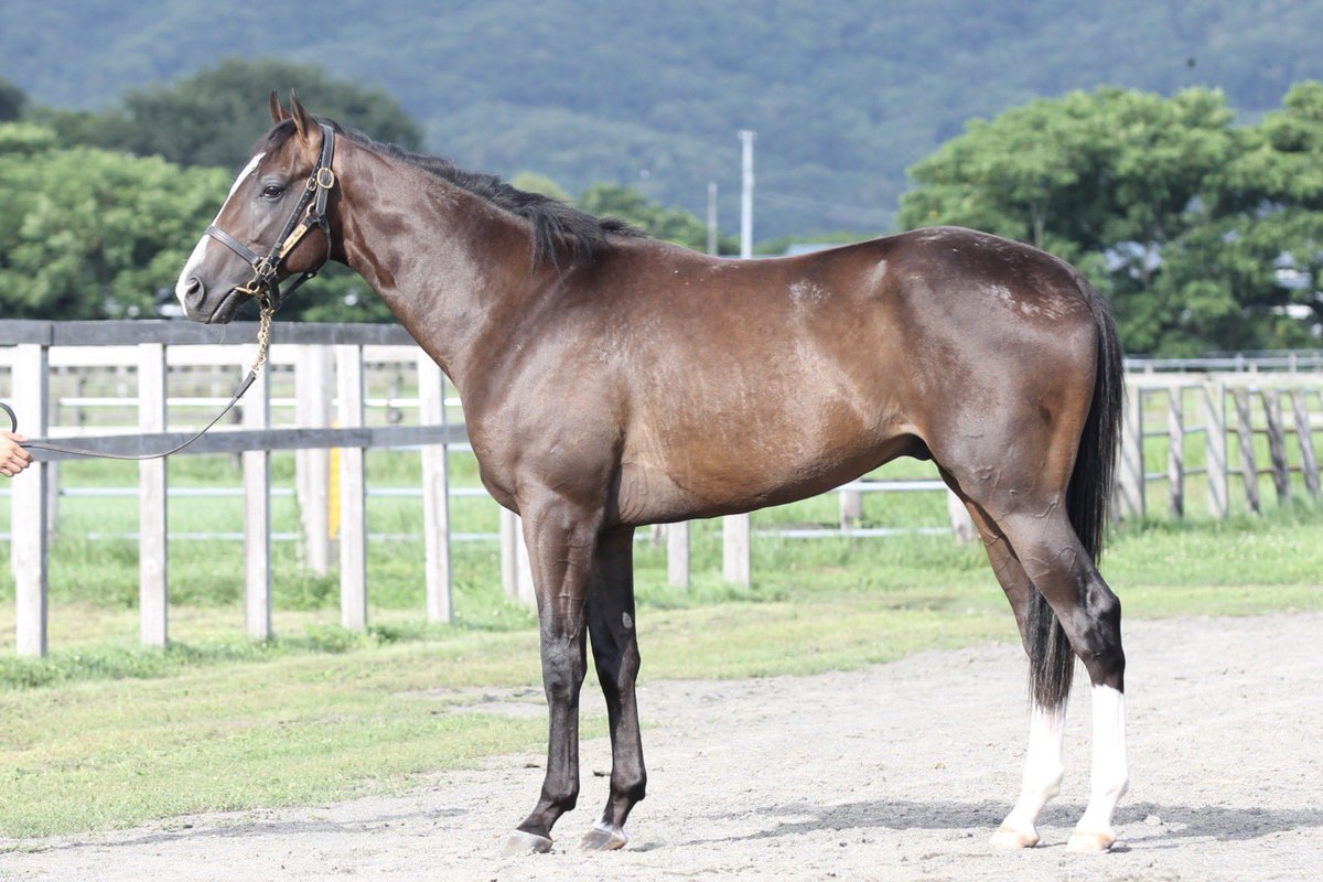 ガジコパパ on X