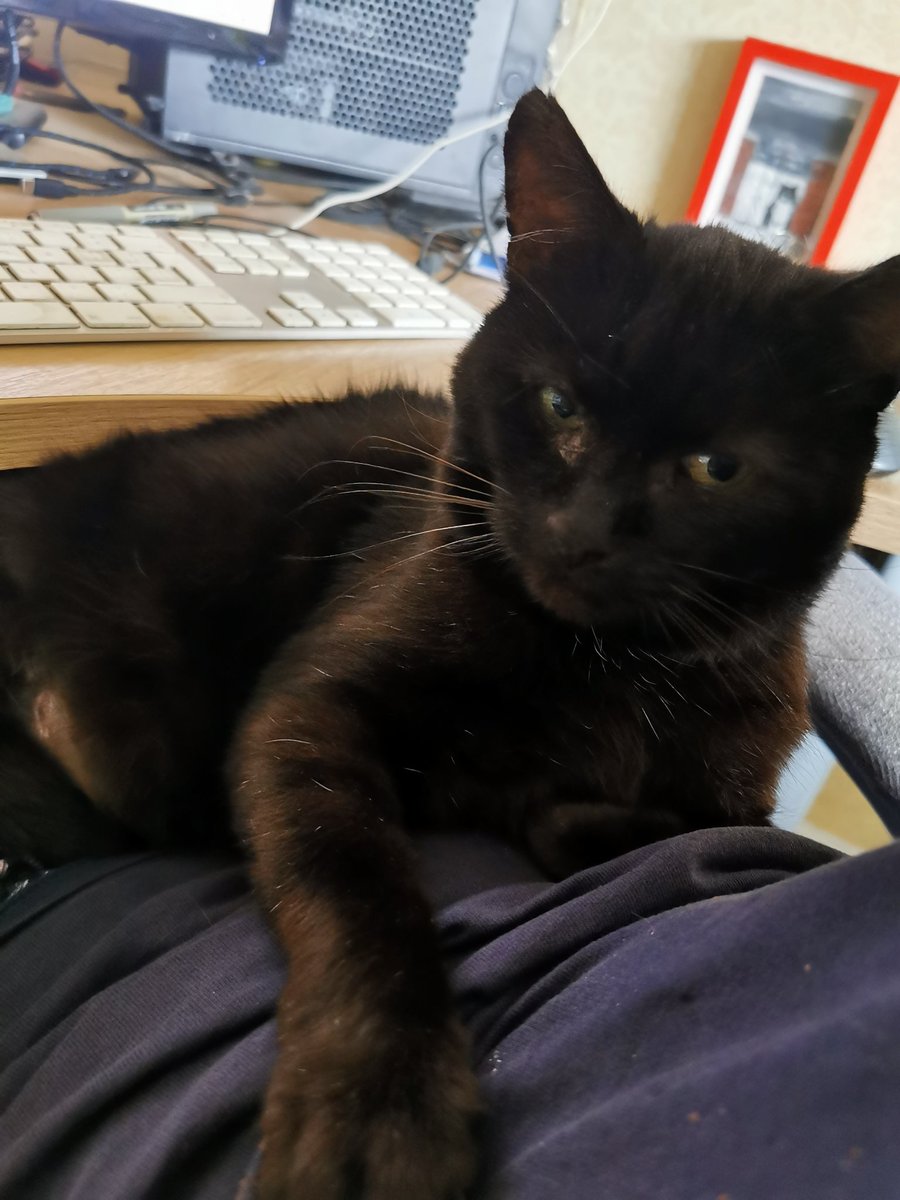 Working from home today 😹