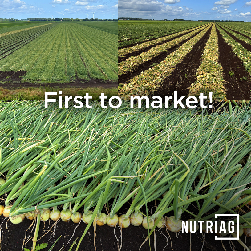 Harvest-ready onions in St. Rémi, QC! 🧅💪

This grower’s ahead of the pack and already heading to market, thanks to a tailored NutriAg nutrition program.

Smart timing. Strong results.
👉 Your fields could be next: loom.ly/6c7tNxo

#OnionHarvest #CanadianAg
