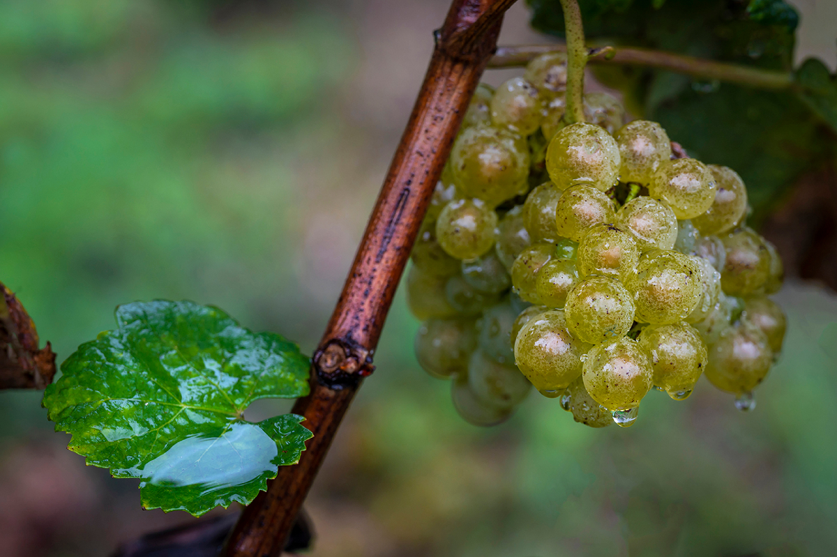 almacarraovejas's tweet photo. Hablar del Ribeiro es hablar de diversidad. Aunque la #treixadura es la variedad predominante, en nuestras fincas conviven también #godello, #albariño, #caíño blanco, #loureira, #lado y #torrontés. Te contamos más detalles en nuestro blog.
https://t.co/ZLtzmKN3CC https://t.co/vQNNzhepzV