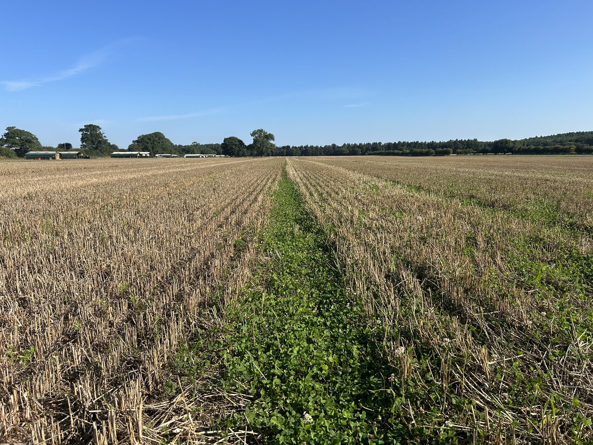 2 weeks post harvest and the #livingmulch hasn’t grown back that fast despite the rain. We saw this last year and suggests the ☘️ loses a serious amount of vigour by yr3. Could be easier to establish a cereal in this if we were retaining. Check out <a href="/agricology/">Agricology</a> guide for more