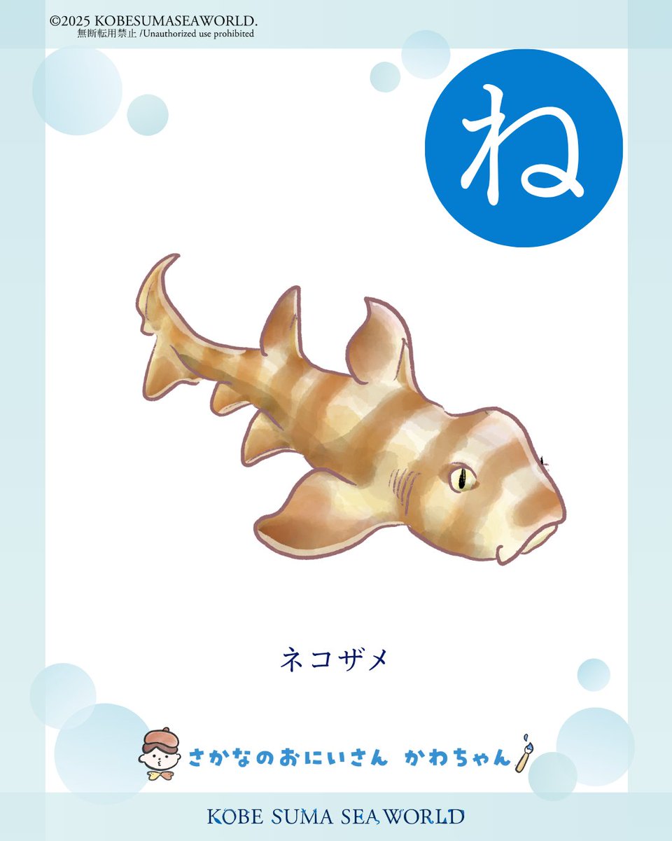 🐟生きものかるた「ね」🐟 「ネコザメ」は めのうえねこみみ ついて