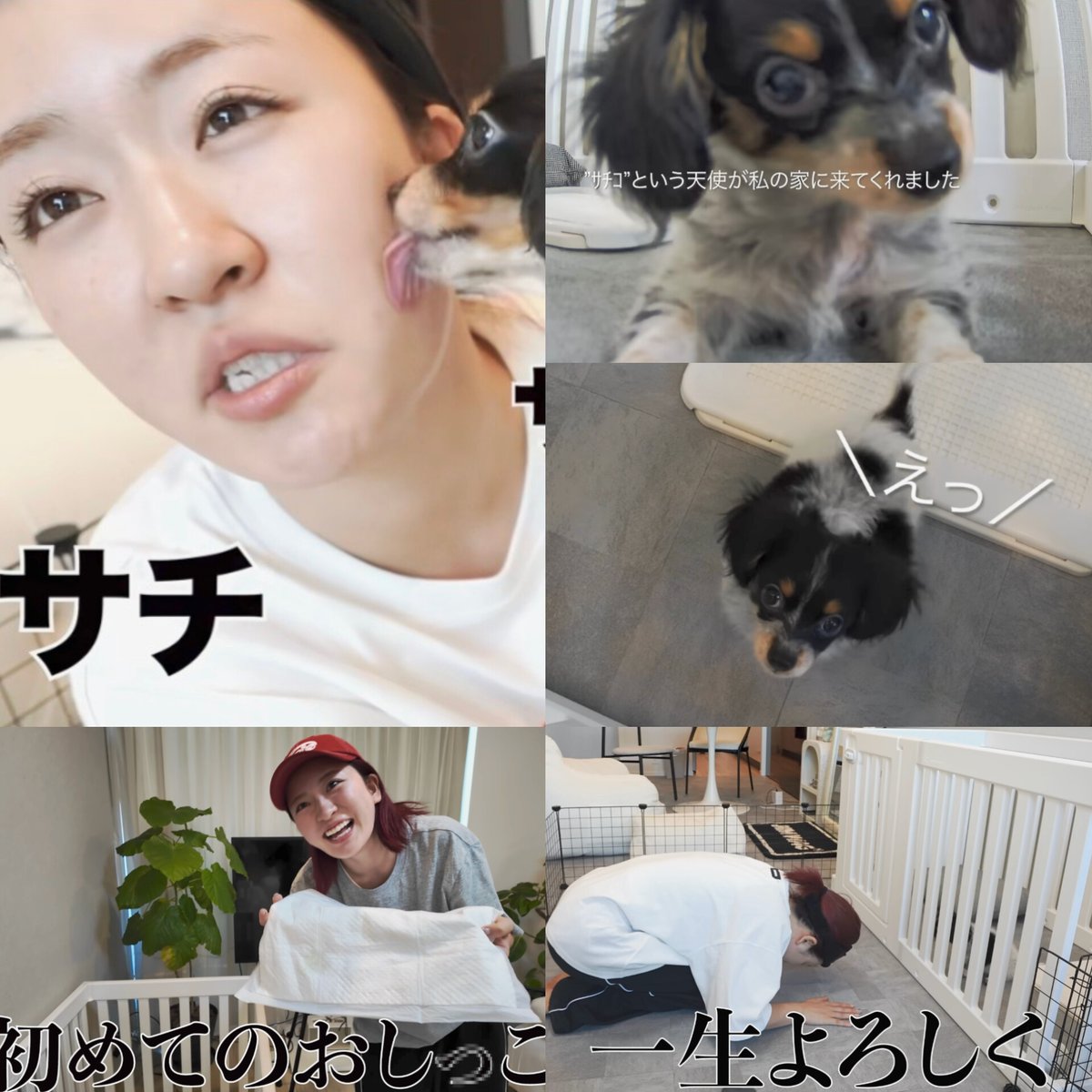 にこちゃんに愛されているｻﾁｺ🐶ｻﾁｺに癒されているにこちゃん😳こんな