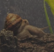 bees_inu tweet media