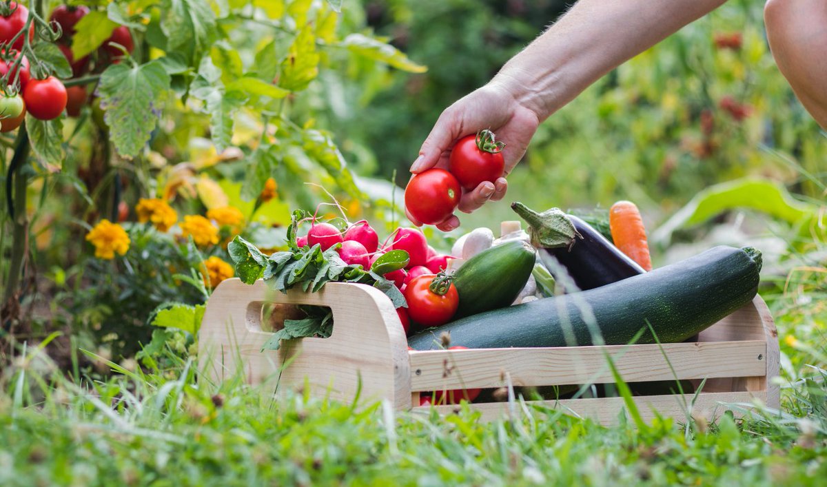 🧪🌱 At Safe Soil UK, we know your homegrown food is only as healthy as the soil it's grown in. Urban soil can hide harmful contaminants like lead, arsenic &amp; hydrocarbons.
💡 Test before you grow. Eat safe. Grow smart
➡️ safesoil.co.uk
#SafeSoilUK #GrowYourOwn #UrbanSoil