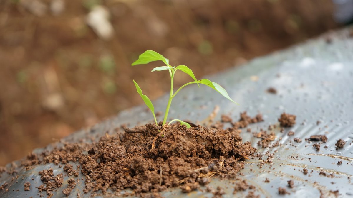 🌾 Pula Advisors &amp; Etherisc are tackling climate risks for African farmers. 

Since 2015, Pula’s insured 9.3M farmers—our blockchain tech on Avalanche makes payouts instant. 

More on our blog: blog.etherisc.com/etherisc-proje… #ParametricInsurance #AfricaDev