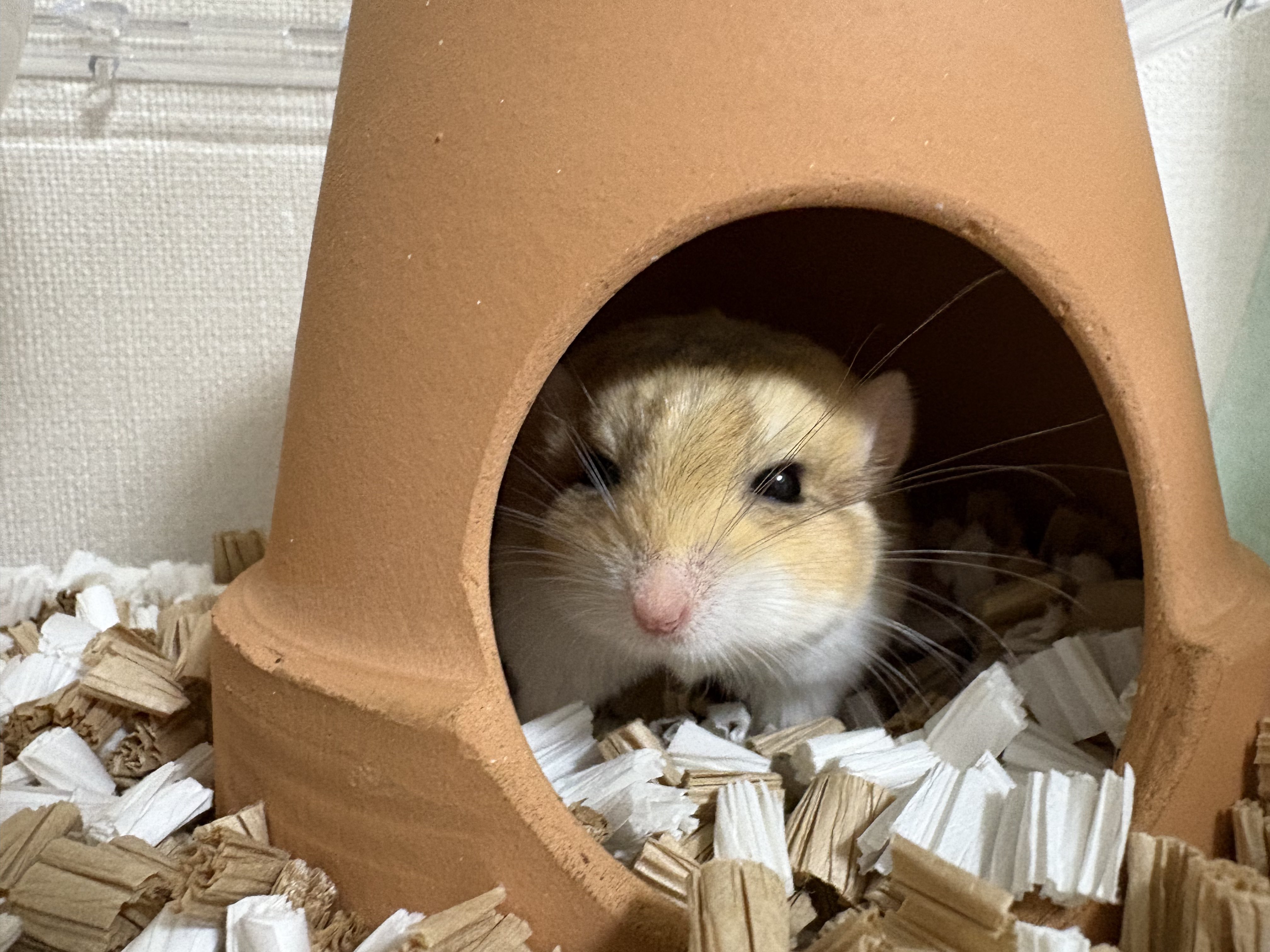 巨大ハムスター Giant Hamster Cage Setup! 120cm BUCATSTATE Metal Cage 3.0