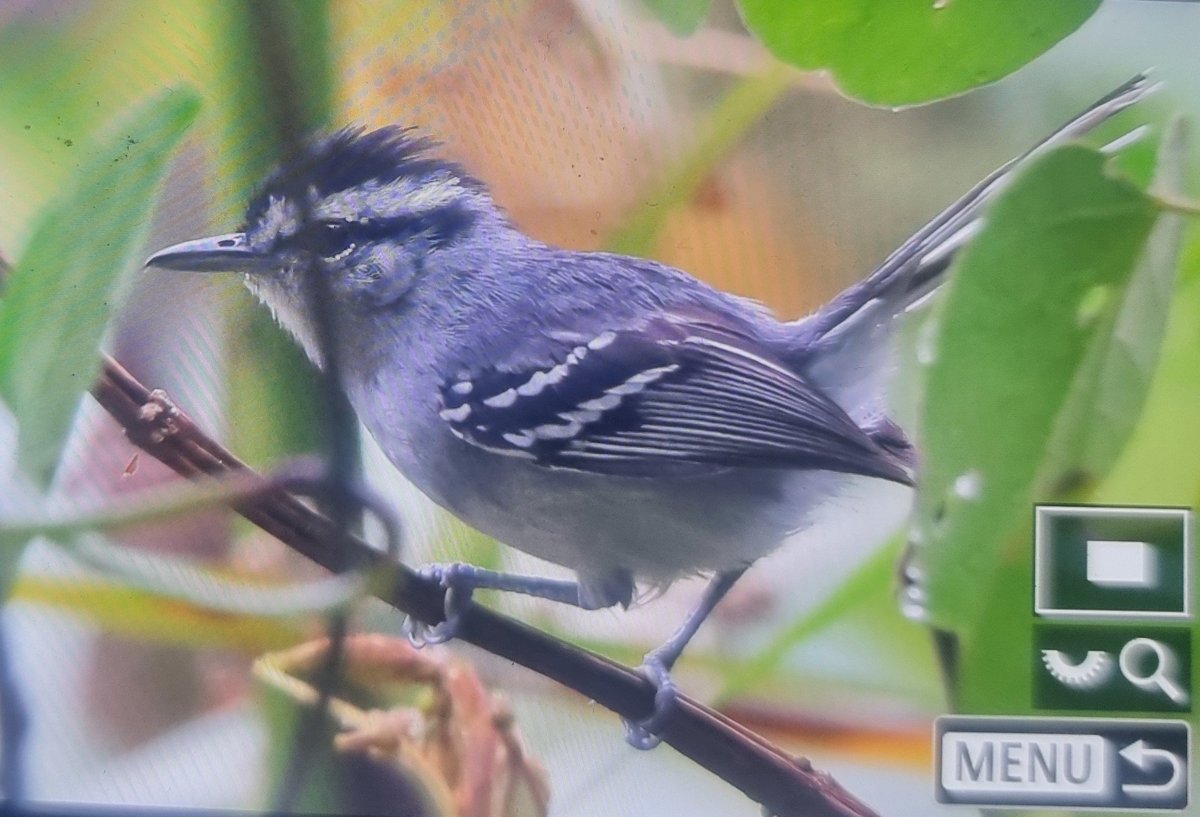 Paul Chapman tweet media