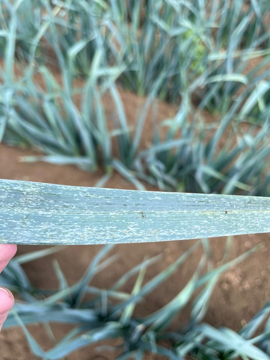 🌡️ Thrips pressure is high! Our team is in the field validating LALGUARD M52 OD’s performance on onion crops.
Microbial solutions tested under real-life conditions. 🧅🦠
#Thrips #Onion #Biocontrol #LALGUARDM52OD #LallemandPlantCare
For more information: lallemandplantcare.com