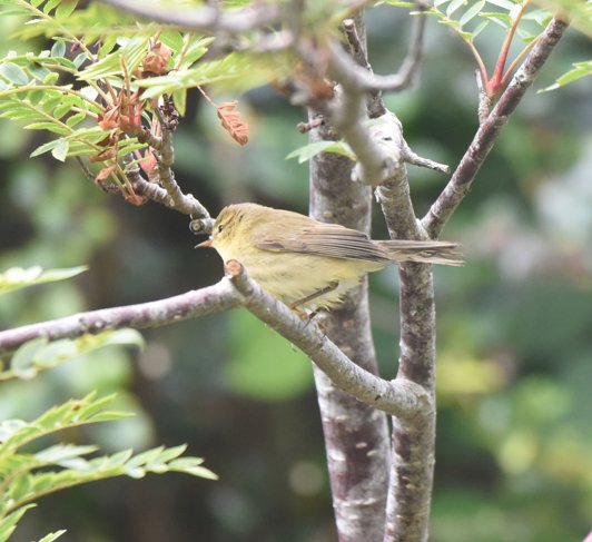mike owen (@mikecgowen) on Twitter photo Warbler in garden a few minutes ago. <a href="/bristolbirding/">BristolBirding</a> I'm not sure what it is at the moment. Warbler in garden a few minutes ago. <a href="/bristolbirding/">BristolBirding</a> I'm not sure what it is at the moment.