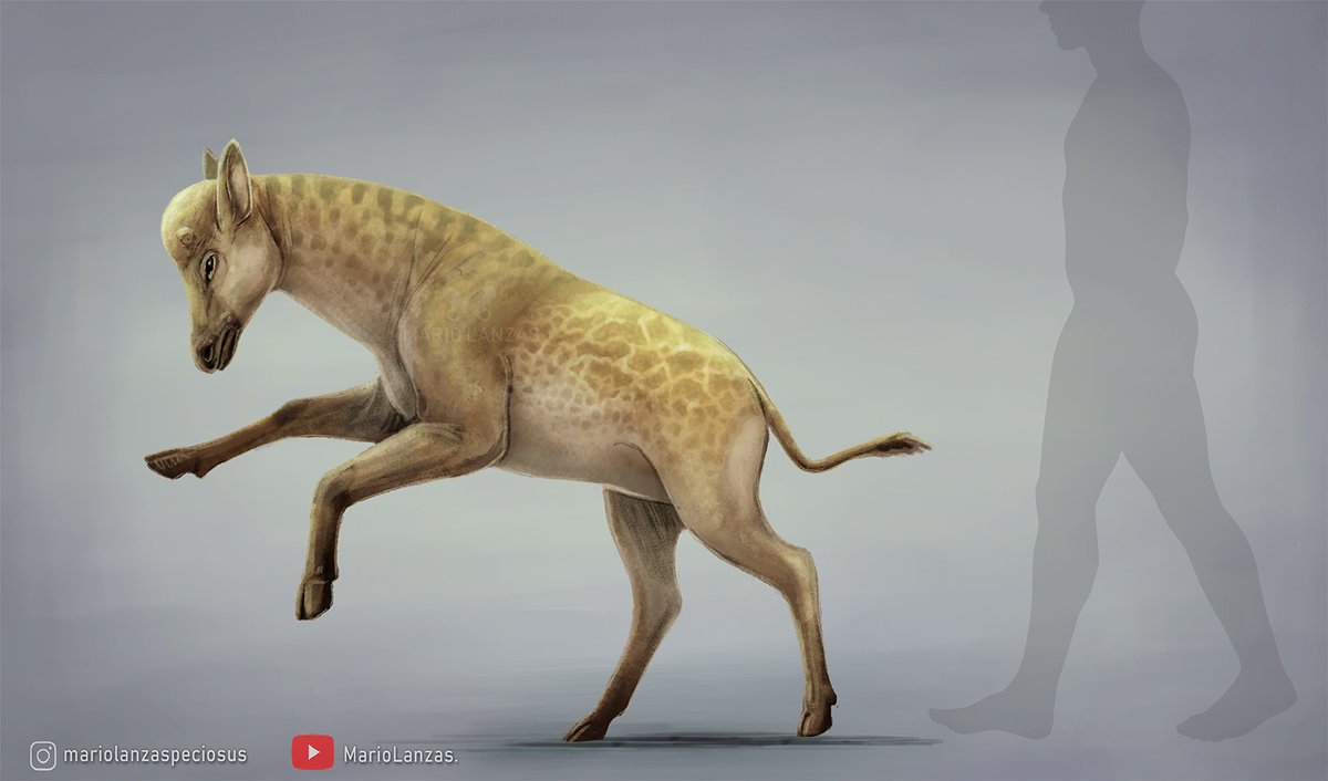 mariolanzas5's tweet image. DISCOKERYX, from the video (youtube.com/watch?v=FFap90….) about the Neogene fauna. It was recently found in China. probably a more basal ancestor of Giraffes #discokeryx #paleoart #neogene