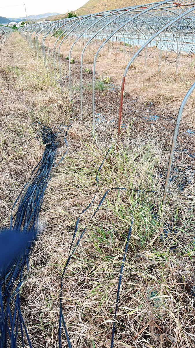 虫好きな子は面白いくらいバッタが飛んでるし
トンボや名前を知らない虫もいるからテンション上がる??
うちの子虫好きでもなかったから😅
どうかな(˙˙*)?
畑に来たちびっ子もいっせいにダンゴムシ探ししてたな🤭✨✨