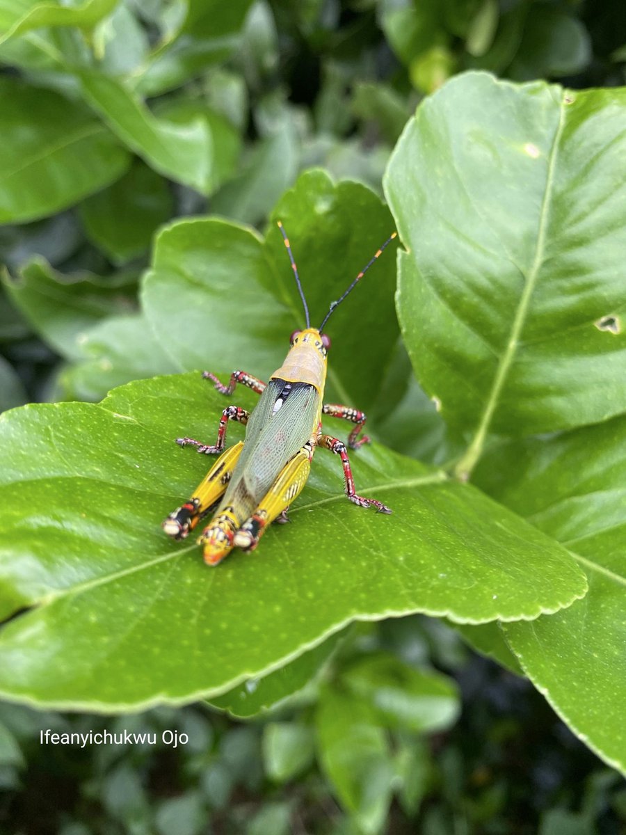 techieojo's tweet image. Bright. Bold. Toxic.
The Variegated Grasshopper isn’t just beautiful — it’s built to warn predators.

Nature doesn’t play.
#Insects #Wildlife #Grasshopper #Biodiversity #ZonocerusVariegatus #BestOfNatureWildlife