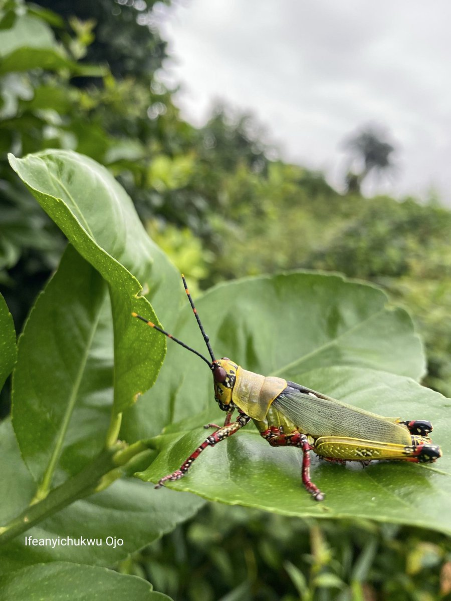 techieojo's tweet image. Bright. Bold. Toxic.
The Variegated Grasshopper isn’t just beautiful — it’s built to warn predators.

Nature doesn’t play.
#Insects #Wildlife #Grasshopper #Biodiversity #ZonocerusVariegatus #BestOfNatureWildlife
